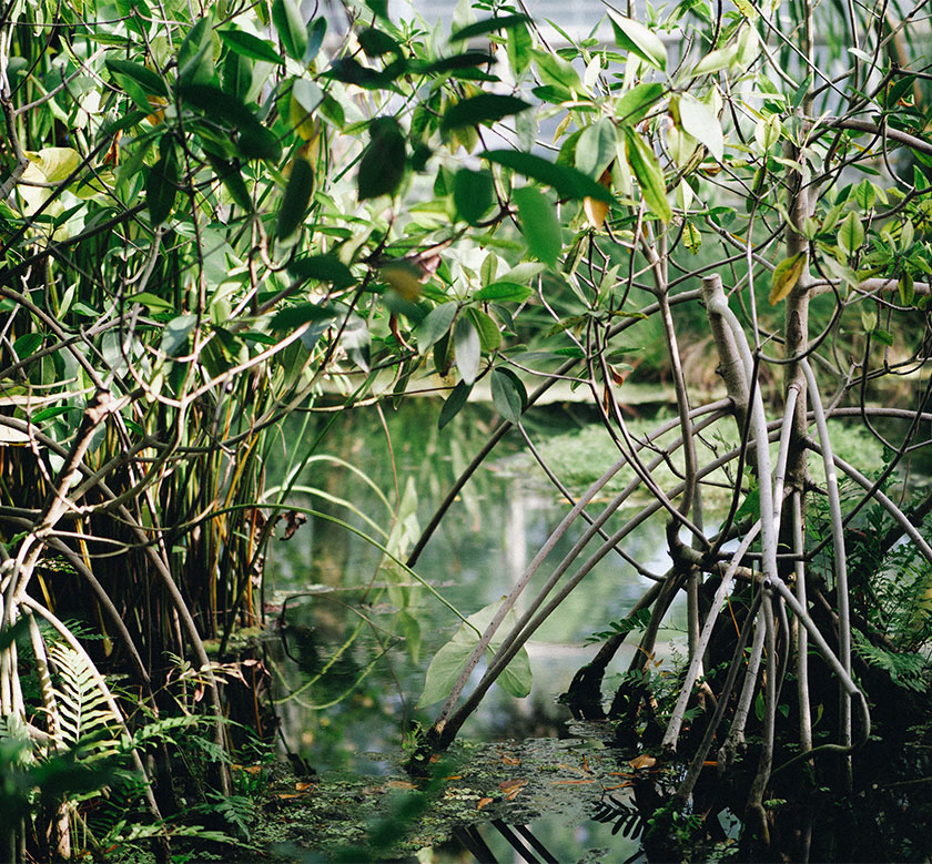 Mangrove Safari