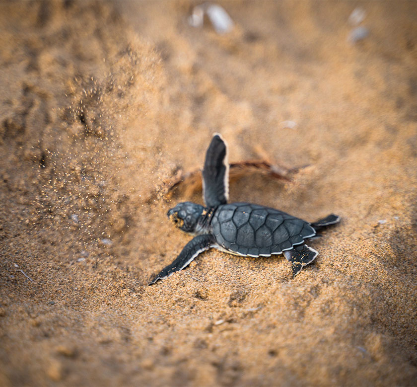 Kosgoda Turtle Hatchery