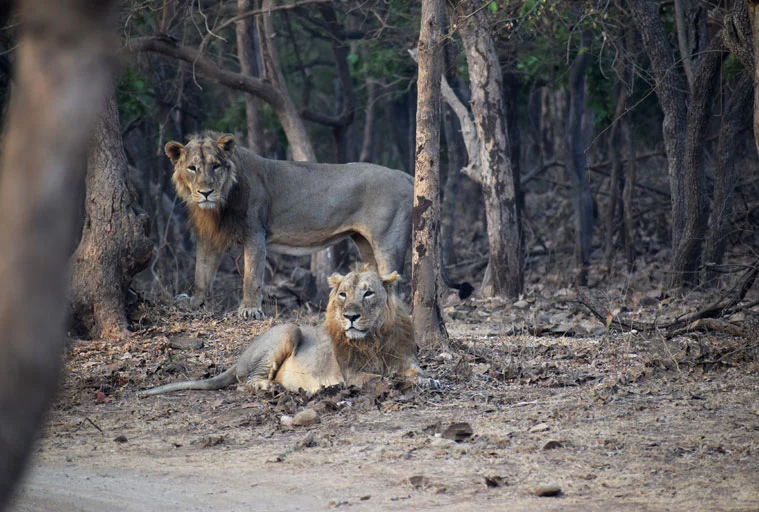 THE GIR JUNGLE SAFARI